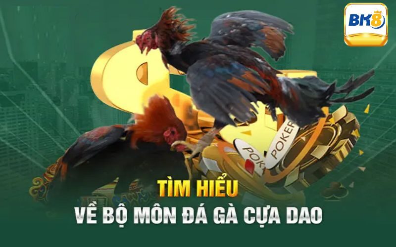 Tìm hiểu đôi nét về bộ môn đá gà cựa dao